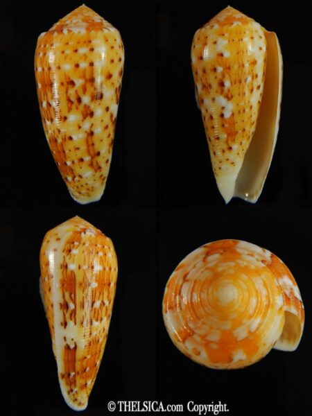 Pionoconus floccatus magdalenae 55.08 mm Gem-0