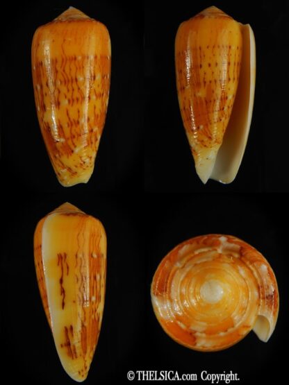 Pionoconus floccatus magdalenae 56.08 mm Gem-0