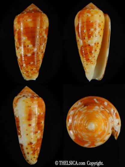 Pionoconus floccatus magdalenae 56.39 mm Gem-0