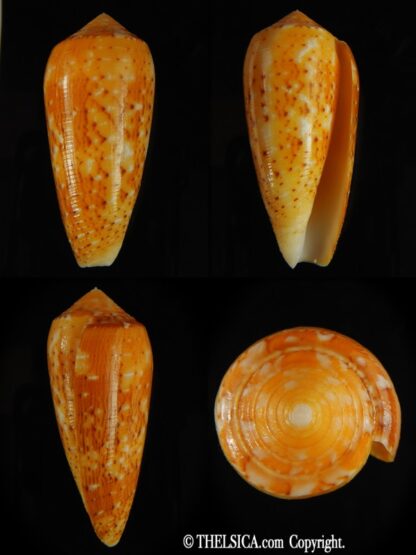 Pionoconus floccatus magdalenae 60.46 mm Gem-0