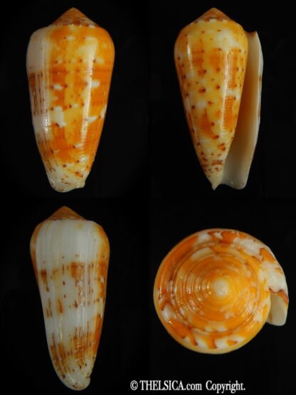Pionoconus floccatus magdalenae 62.30 mm Gem-0