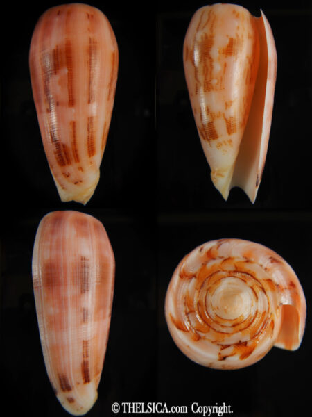 Pionoconus striatus striatus ... PINK ... 75.74 mm Gem -0