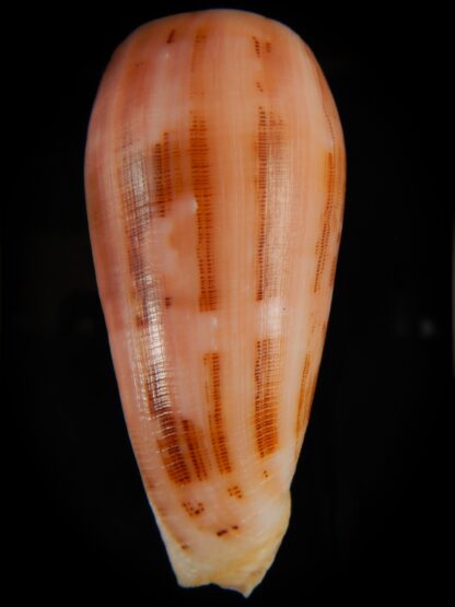 Pionoconus striatus striatus ... PINK ... 75.74 mm Gem -63730