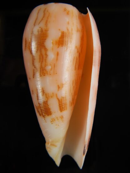 Pionoconus striatus striatus ... PINK ... 75.74 mm Gem -63734