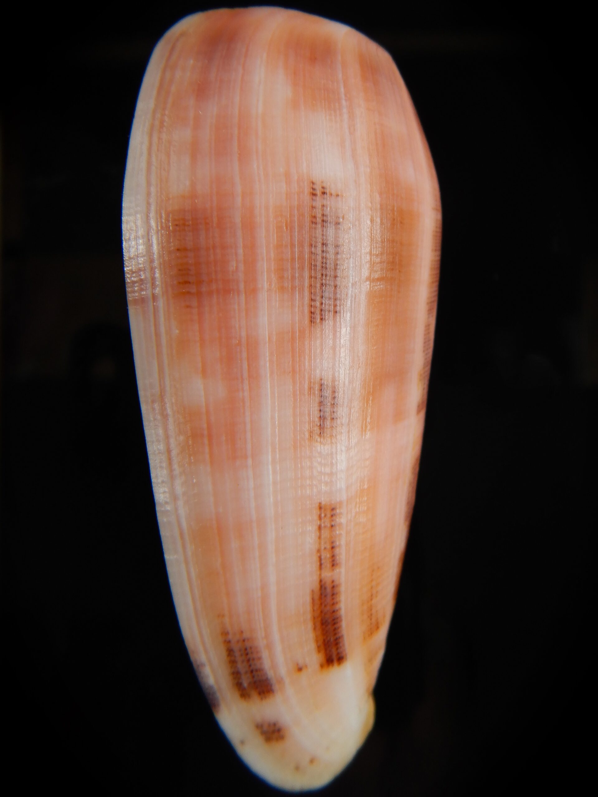 Pionoconus striatus striatus ... PINK ... 75.74 mm Gem -63731