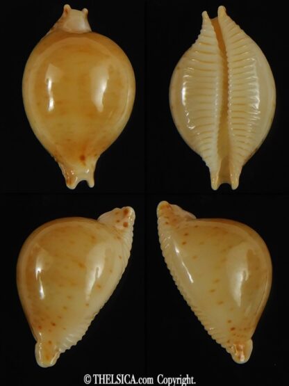 Pustularia cicercula takahashii 16.73 mm Gem-0