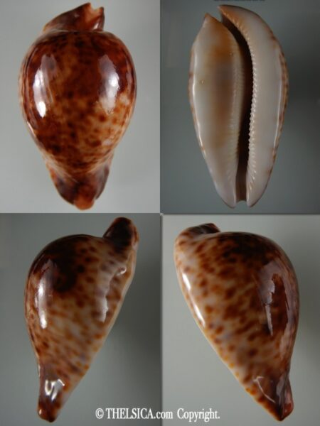 Umbilia hesitata hesitata ...Chocolat colour.... 102.88 mm F+++ -0