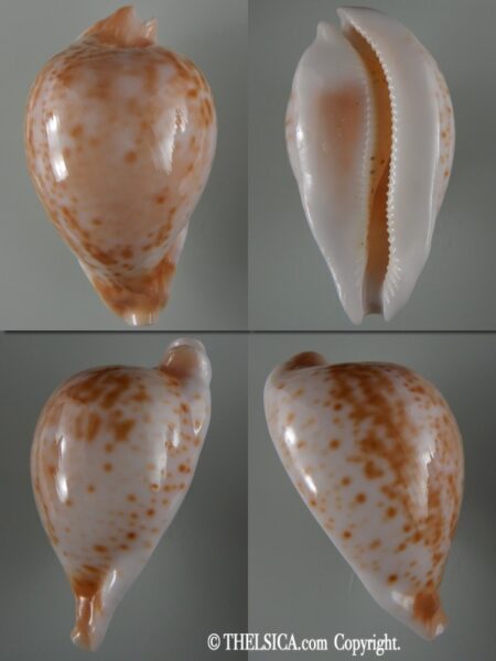 Umbilia hesitata hesitata 91.83 mm gem-0