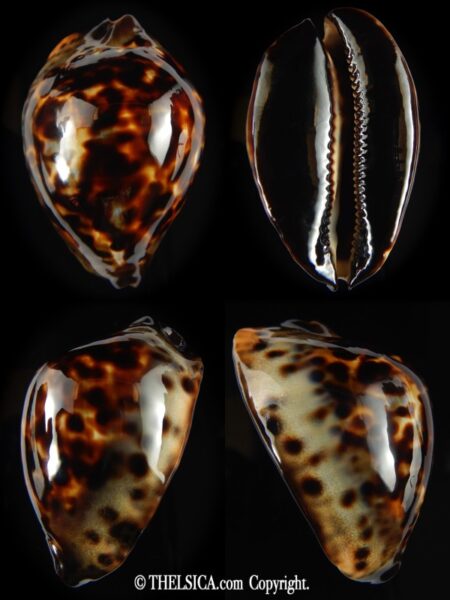 Zoila jeaniana jeaniana 55.84 mm Gem-0