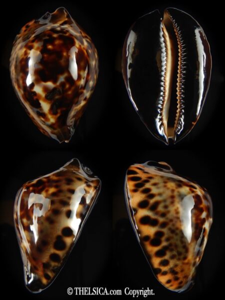 Zoila jeaniana jeaniana 56.43 mm Gem-0