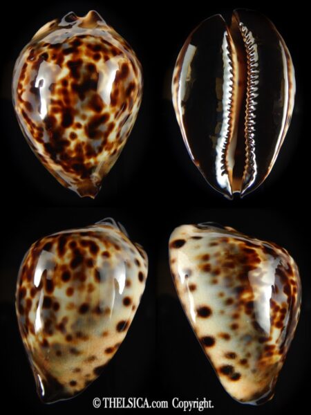 Zoila jeaniana jeaniana 57.18 mm Gem-0