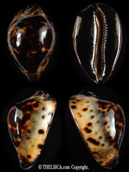 Zoila jeaniana jeaniana 59.32 mm Gem-0