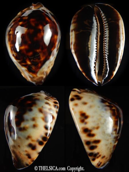 Zoila jeaniana jeaniana 72.28 mm Gem-0