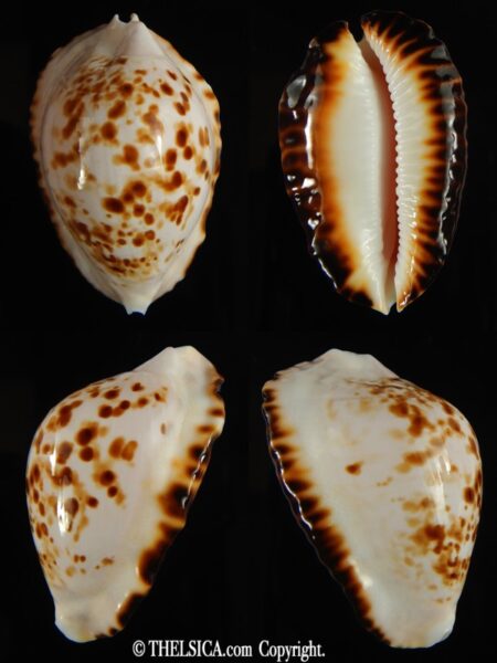 Zoila ketyana bataviensis 47.65 mm Gem (-) -0