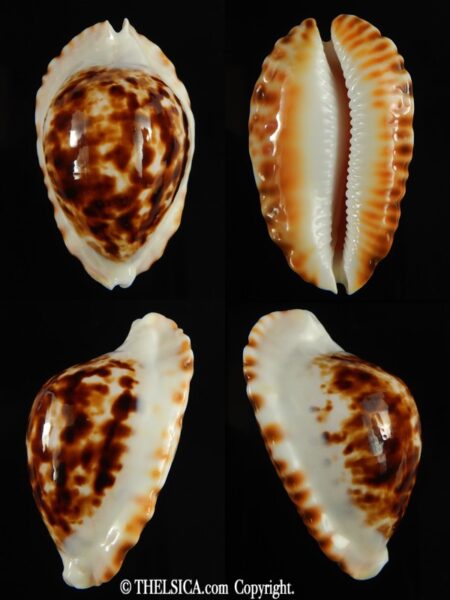 Zoila ketyana bataviensis 49.89 mm F+++/Gem -0