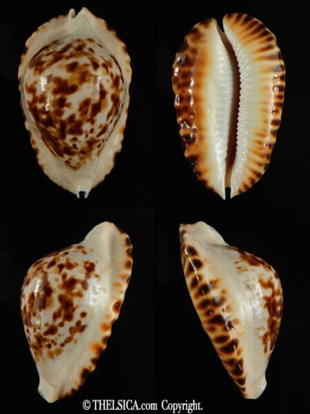 Zoila ketyana bataviensis 49.89 mm Gem (-)-0