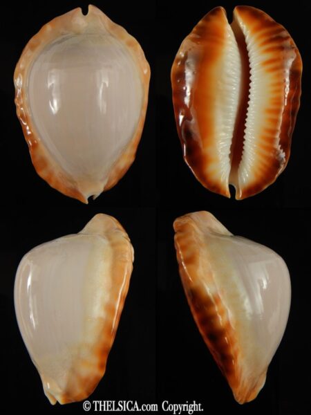 Zoila ketyana hypermarginata 51.06 mm gem (-)-0