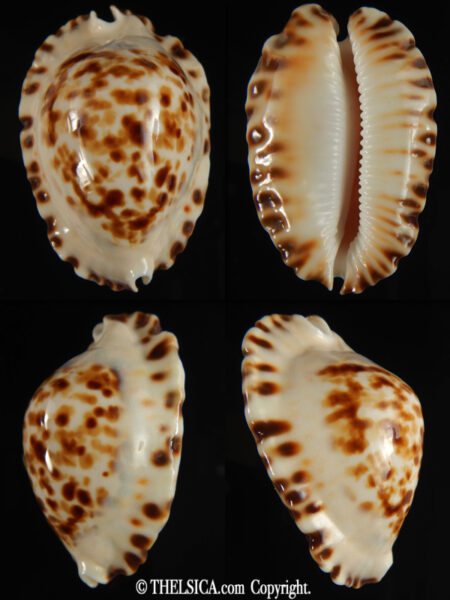 Zoila ketyana superba 48,37 mm Gem -0