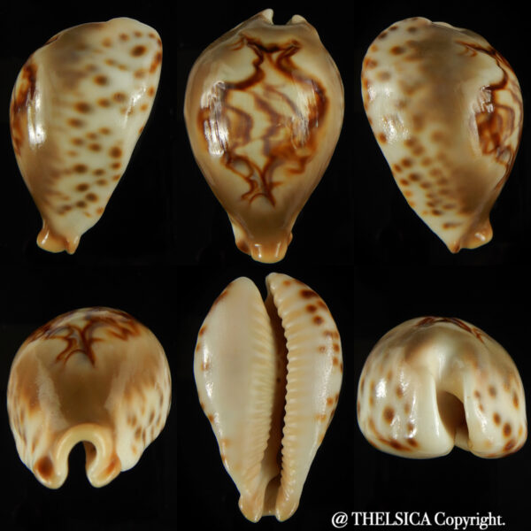 Barycypraea fultoni amorimi massieri 67.53 mm Gem-0