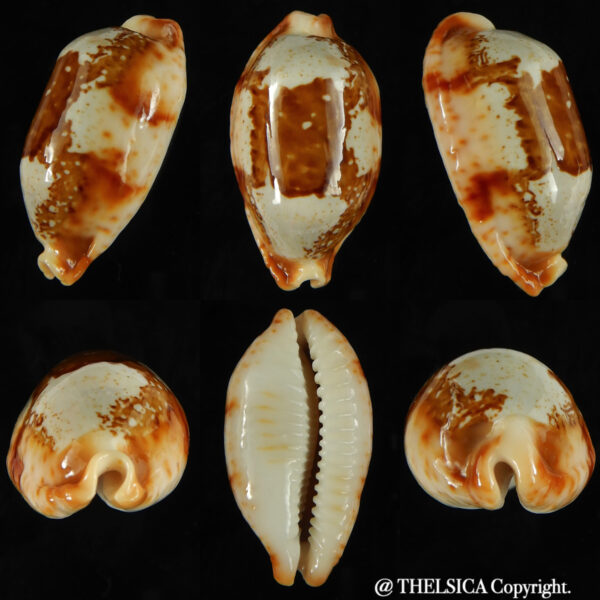 Bistolida stolida crossei 37.27 mm Gem -0