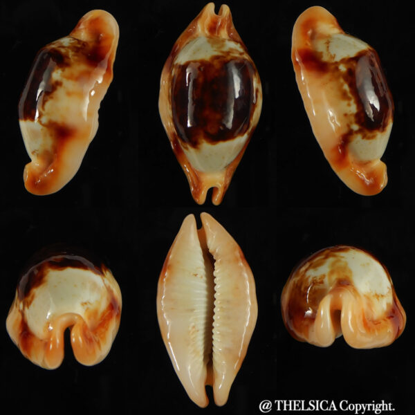 Bistolida stolida crossei N&R 38.41 mm Gem -0