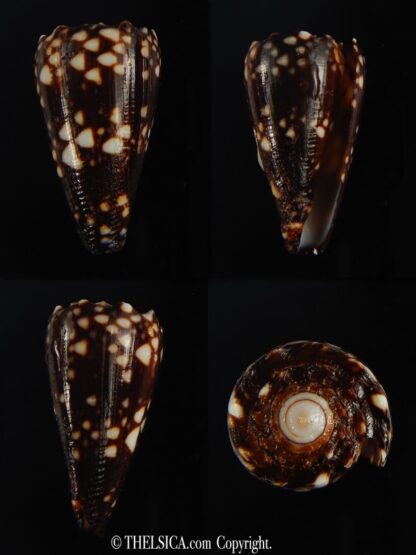 Conus bandanus nigrescens 31.59 mm Gem-0