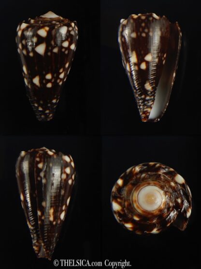 Conus bandanus nigrescens 32.20 mm Gem-0