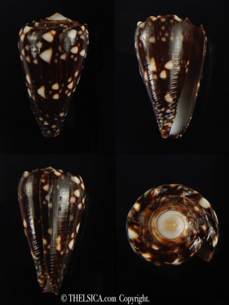 Conus bandanus nigrescens 32.20 mm Gem-0