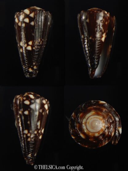 Conus bandanus nigrescens 32.42 mm Gem-0