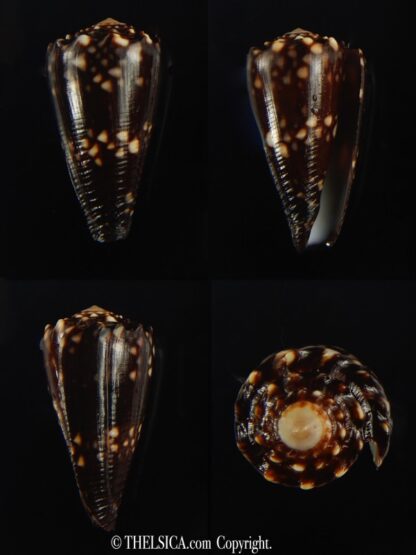 Conus bandanus nigrescens 28.70 mm Gem-0