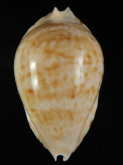 Zoila marginata marginata 56.40 mm Gem (-)-64597