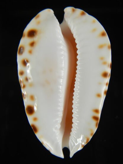 Zoila marginata marginata 56.40 mm Gem (-)-64600