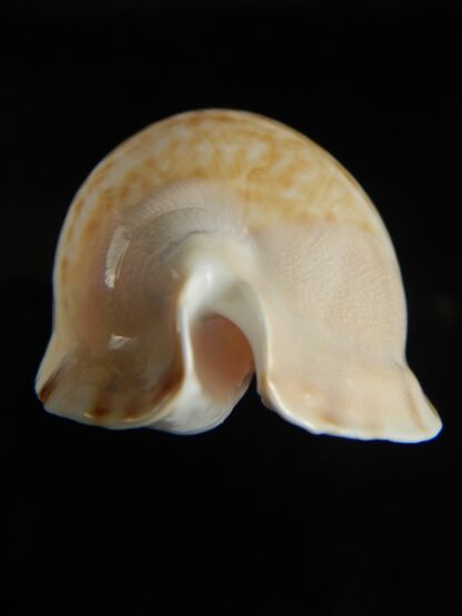 Zoila marginata marginata 56.40 mm Gem (-)-64601