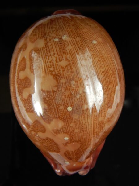 Leporicypraea mappa panerythra..TOP RED, Big size ... 84.31 mm F+++-64721