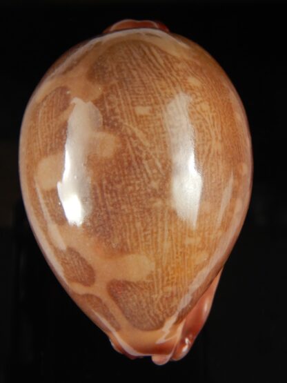 Leporicypraea mappa panerythra..TOP RED ... 72.54 mm Gem-64681