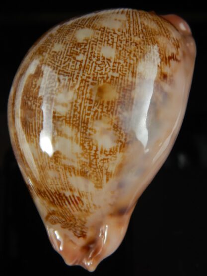 Leporicypraea geographica geographica 74.48 mm Gem -64739