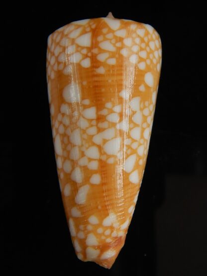 Eugeniconus nobilis gisellelieae ... GOLDEN ... 44.81 mm Gem -64803