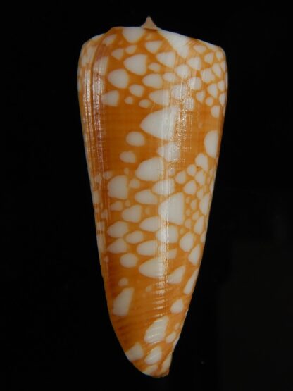 Eugeniconus nobilis gisellelieae ... GOLDEN ... 44.81 mm Gem -64807