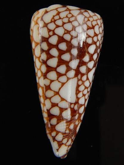 Eugeniconus nobilis gisellelieae 39.97 mm Gem-64846