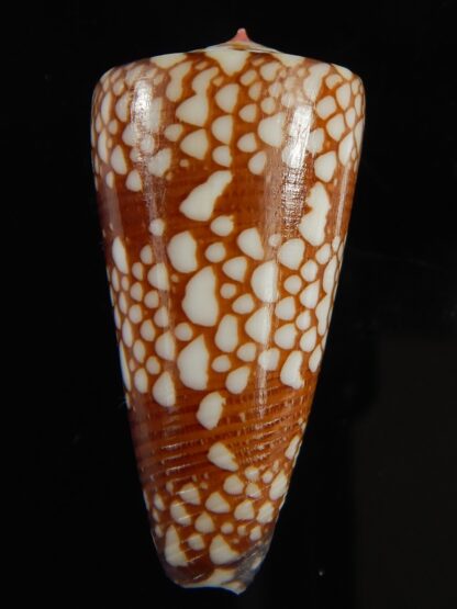 Eugeniconus nobilis gisellelieae 38.54 mm Gem -64823