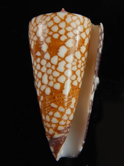 Eugeniconus nobilis gisellelieae 38.54 mm Gem -64826