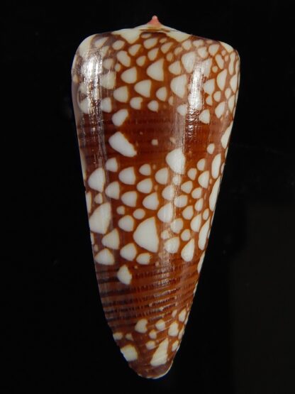 Eugeniconus nobilis gisellelieae 38.54 mm Gem -64827