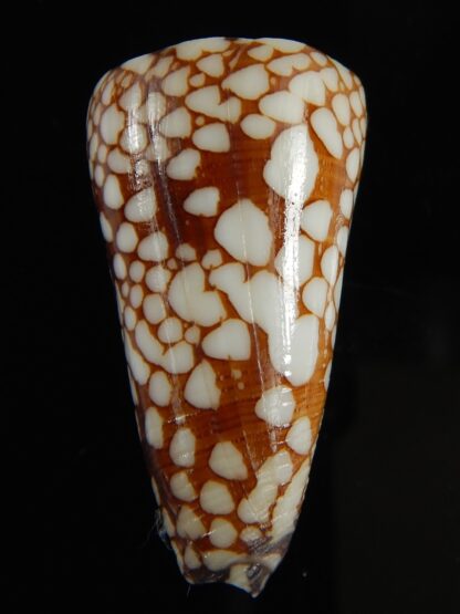 Eugeniconus nobilis gisellelieae 41.52 mm Gem-64853