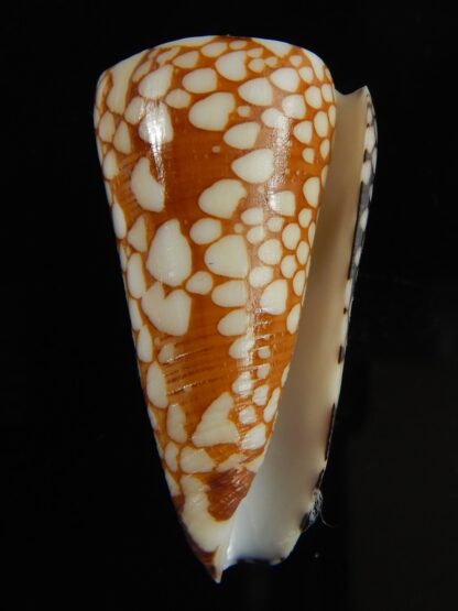 Eugeniconus nobilis gisellelieae 41.52 mm Gem-64856