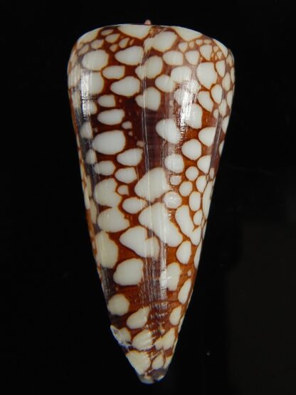 Eugeniconus nobilis gisellelieae 41.52 mm Gem-64857