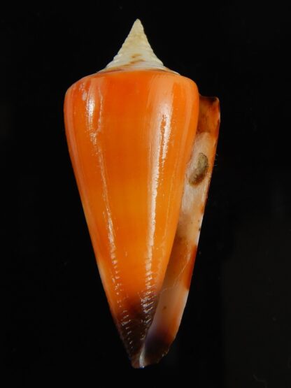 Strategoconus krabiensis 46.27 mm Gem-64915