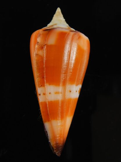 Strategoconus krabiensis 46.27 mm Gem-64917