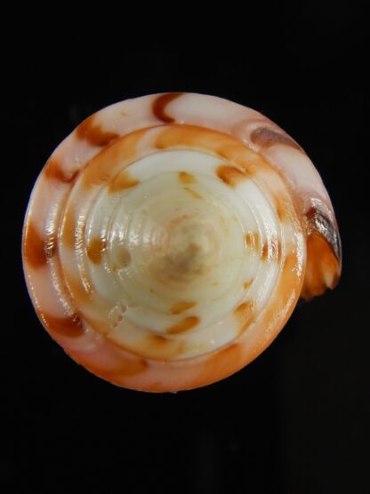 Strategoconus krabiensis 46.27 mm Gem-64916