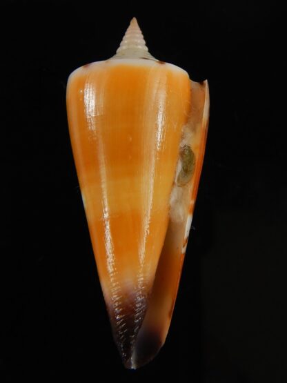 Strategoconus krabiensis 45.94 mm Gem-64904