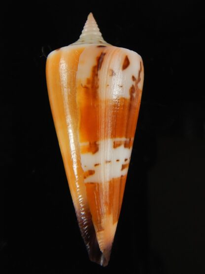 Strategoconus krabiensis 45.94 mm Gem-64907